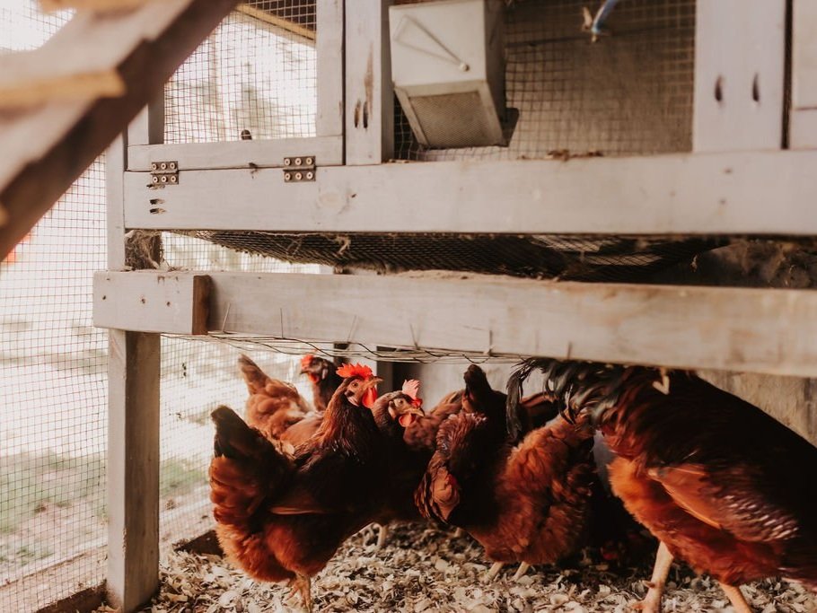 720A0717 Chickens foraging and interacting under a wooden coop, showcasing a rustic backyard poultry setup with a focus on sustainable farming practices.