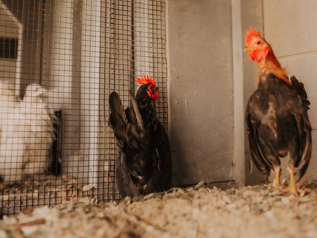 720A0727 Two chickens inside a coop, one black with a prominent comb and the other brown with a lighter feathered body, standing on a bed of straw and wood shavings, with a wire mesh background.