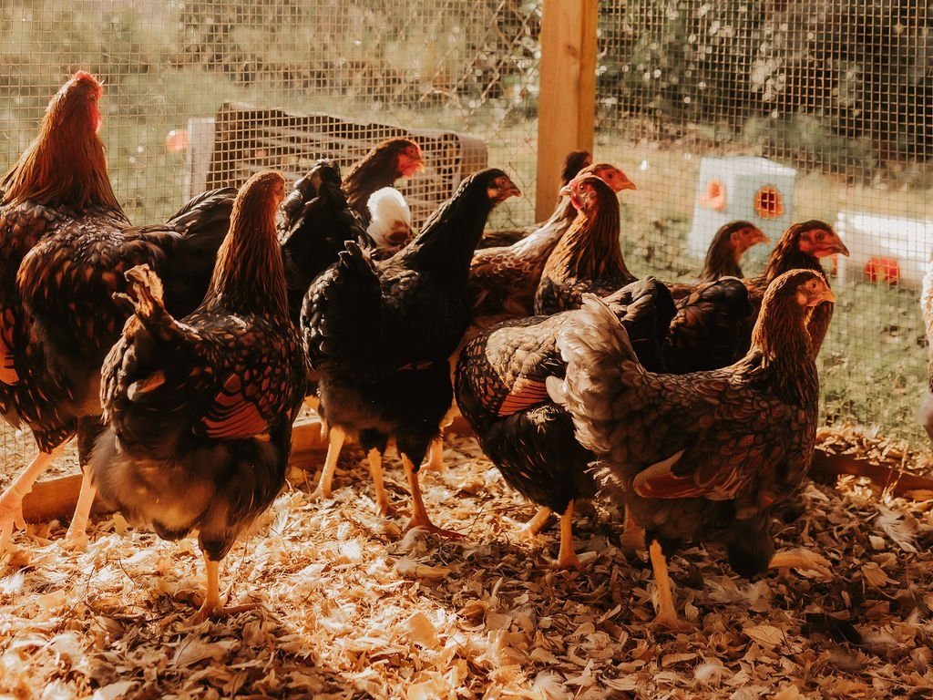 720A1042-2+1 A group of chickens with various feather patterns and colors walking in a spacious coop filled with wood shavings, surrounded by a wire fence and greenery in the background.