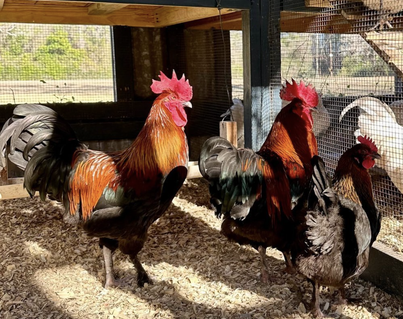 Screenshot+2025-02-24+at+3.41.09 PM Three colorful roosters with vibrant plumage stand in a chicken coop, surrounded by wood shavings and a wire enclosure, showcasing their striking red combs and feathers.