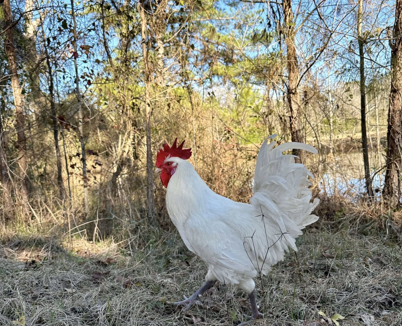 Screenshot+2025-02-24+at+3.41.36 PM White rooster walking in a natural setting with trees and a pond in the background, showcasing its vibrant red comb and feathers.