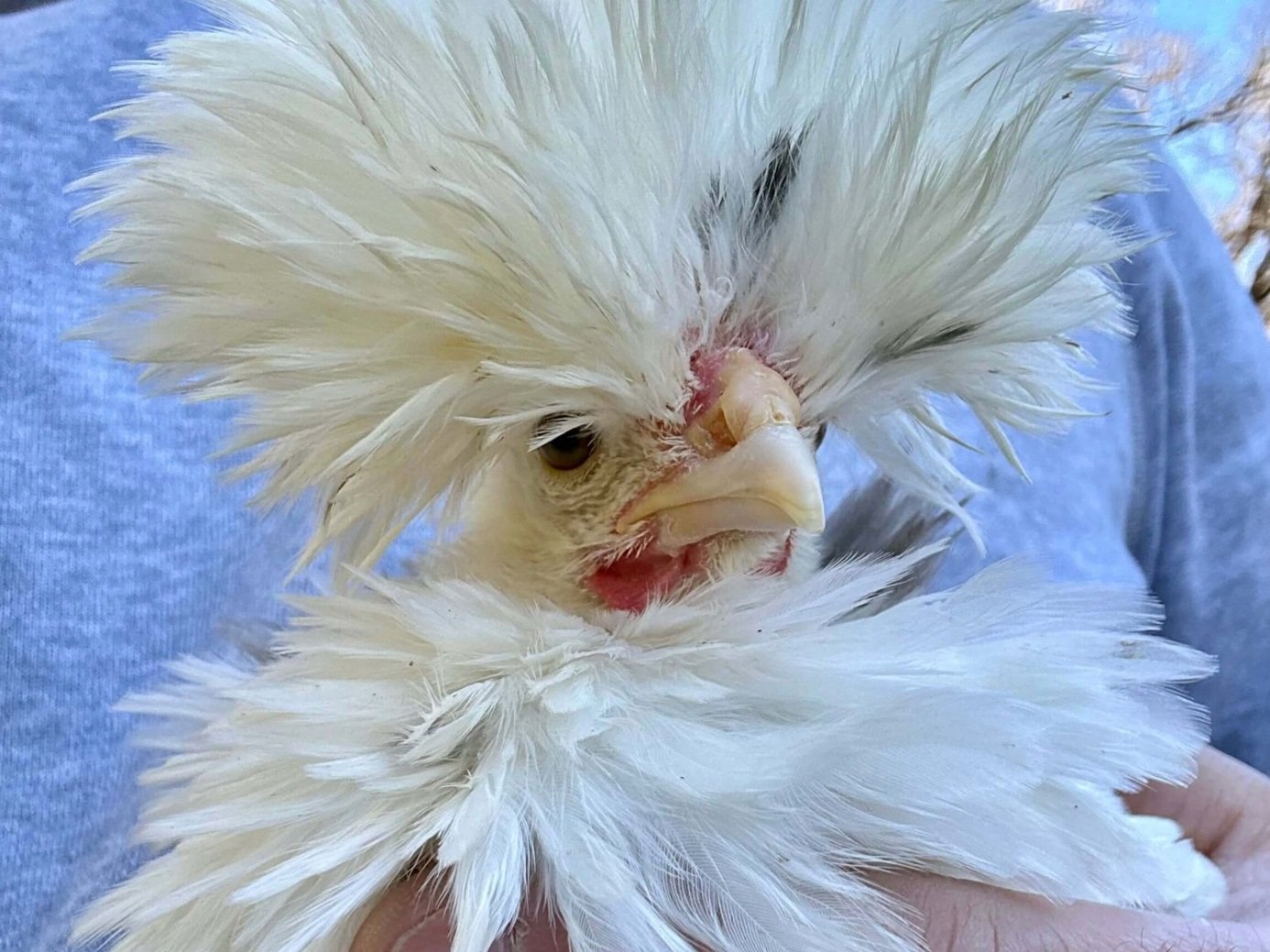 Screenshot+2025-02-24+at+3.42.12PM Fluffy white chicken with a unique crest, being held in a person's hands, showcasing its distinctive feathering and expression.