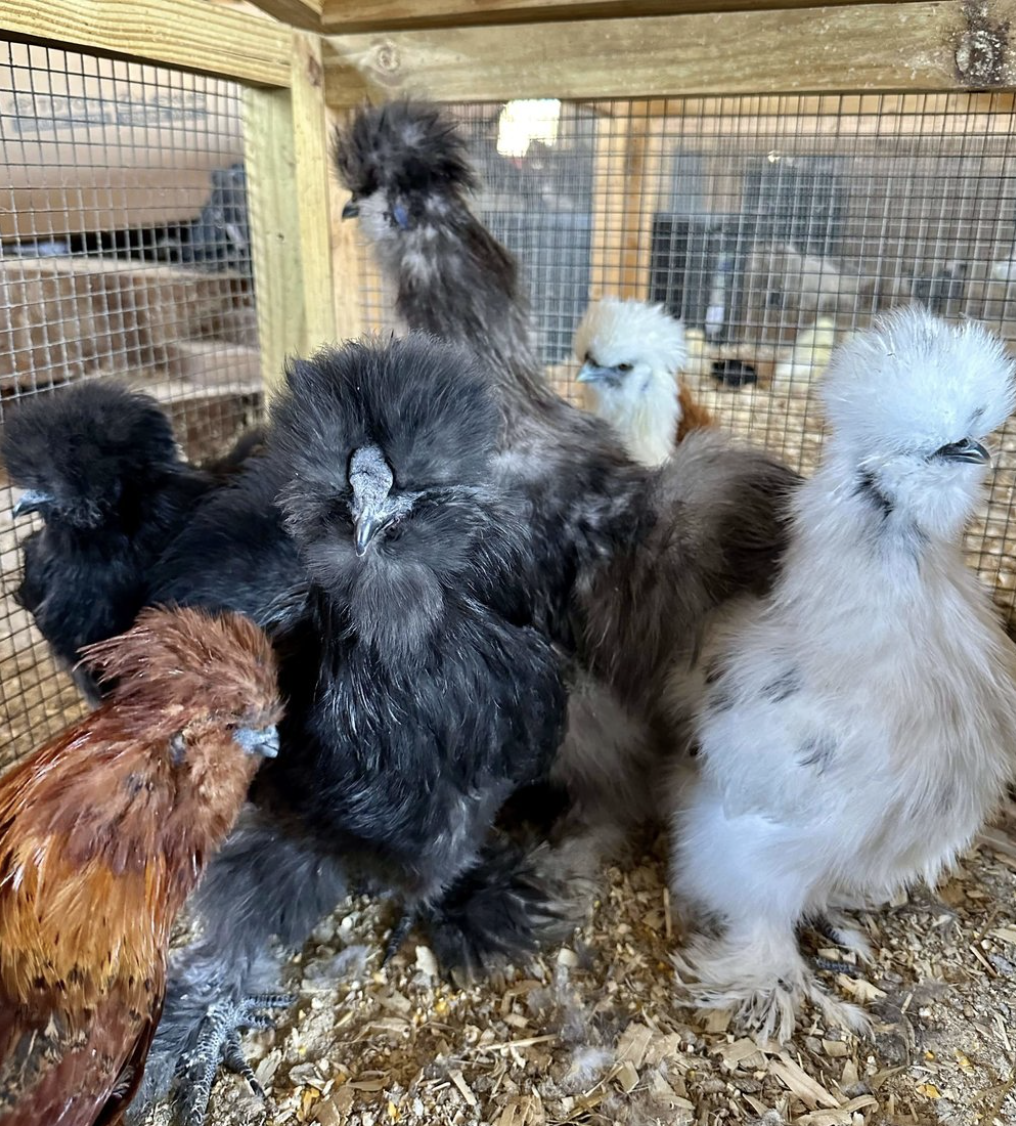 Screenshot+2025-02-24+at+3.42.23 PM A group of colorful Silkie chickens in a coop, showcasing their unique fluffy feathers and distinctive crests, with various colors including black, white, and reddish-brown.