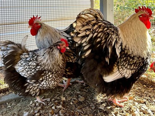 Screenshot+2025-02-24+at+3.42.33PM Three striking Silver Laced Wyandotte chickens with distinctive feather patterns and vibrant red combs, standing together in a coop environment. The chickens exhibit a mix of sizes and postures, showcasing their unique plumage against a backdrop of wood shavings.