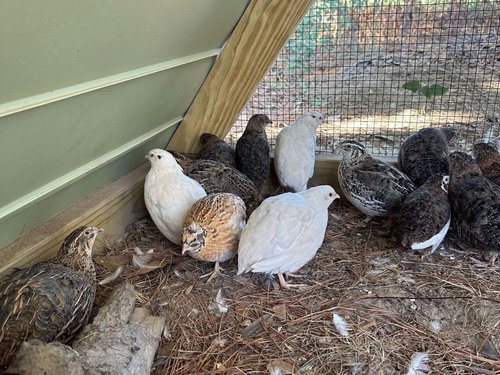 Screenshot+2025-02-24+at+3.42.50PM A group of quails in a coop, featuring a mix of colors including white, brown, and dark speckled feathers, resting on the ground near a wooden structure.