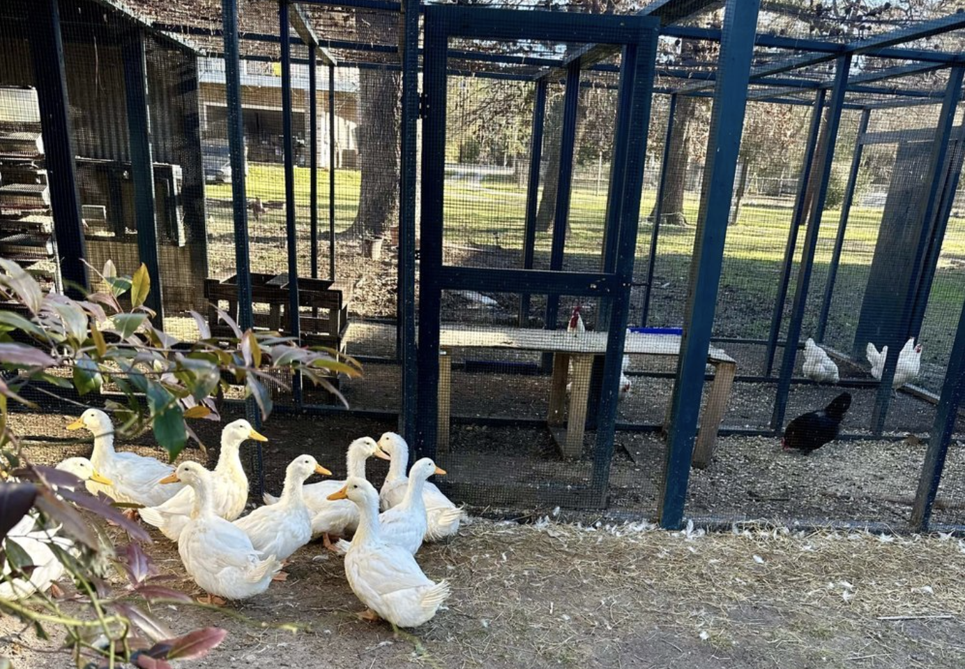 Screenshot+2025-02-24+at+3.42.56 PM A group of white ducks in a fenced enclosure with a wooden bench, surrounded by greenery and additional chickens in a separate section. The setting is a spacious outdoor area ideal for raising poultry.