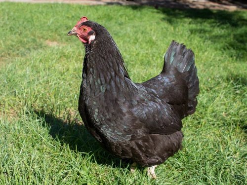 Screenshot+2025-02-24+at+3.43.05PM Black hen standing on green grass, showcasing its glossy feathers and distinctive red comb, ideal for backyard farming and egg production.