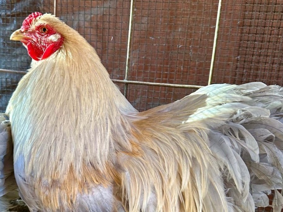 Screenshot2025-02-24at3.42.42E280AFPM Close-up of a beautiful light-colored rooster with a prominent red comb and wattles, showcasing its fluffy feathers and vibrant plumage, set against a wire enclosure background.