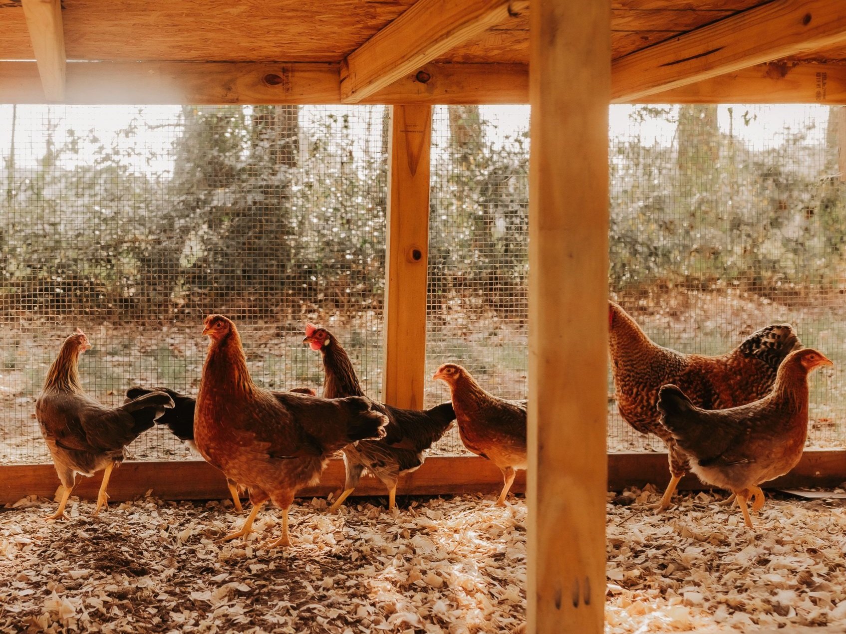 Val+Silchuk+-+720A0886 A group of healthy chickens walking inside a well-constructed coop, surrounded by wood shavings and sunlight filtering through wire mesh, showcasing a sustainable backyard farming environment.