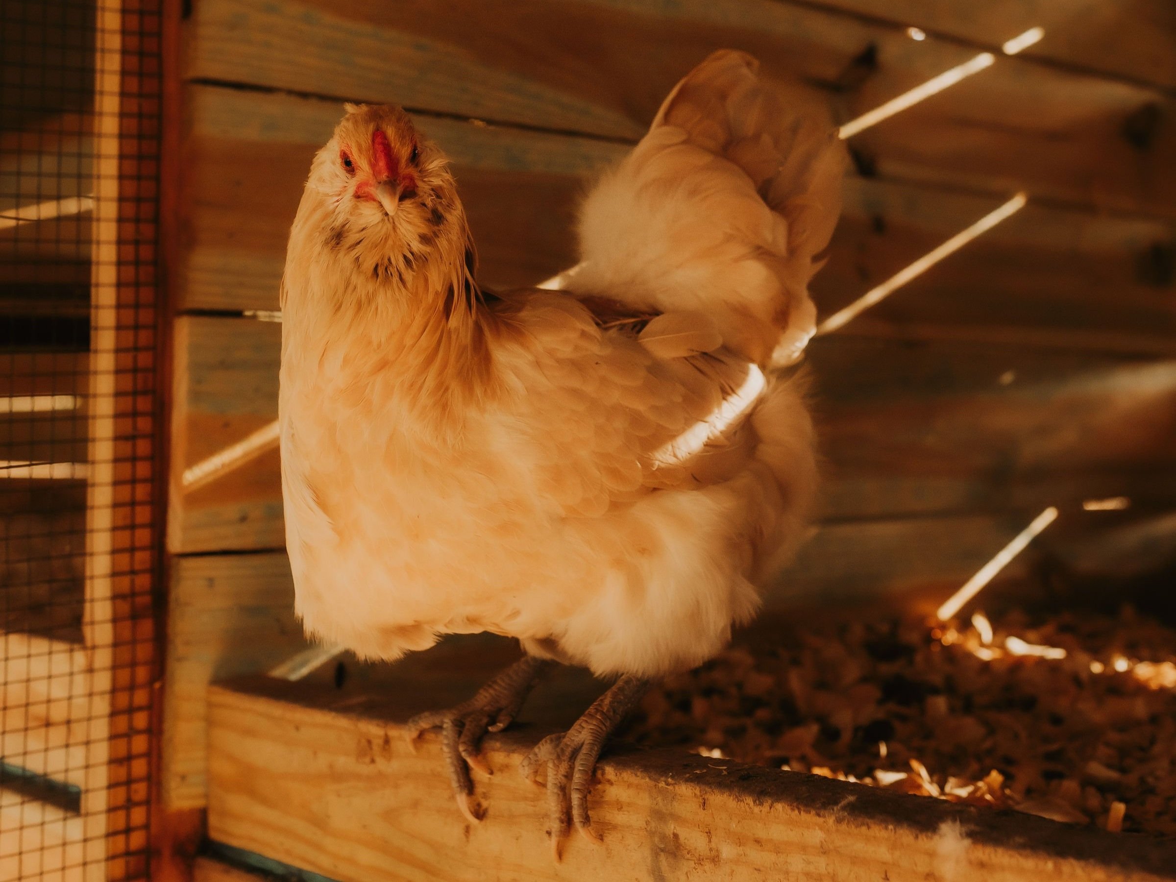 Val+Silchuk+-+720A0946 Close-up of a light-colored hen standing on a wooden perch inside a chicken coop, with sunlight streaming through wooden slats, highlighting its feathers and surroundings.