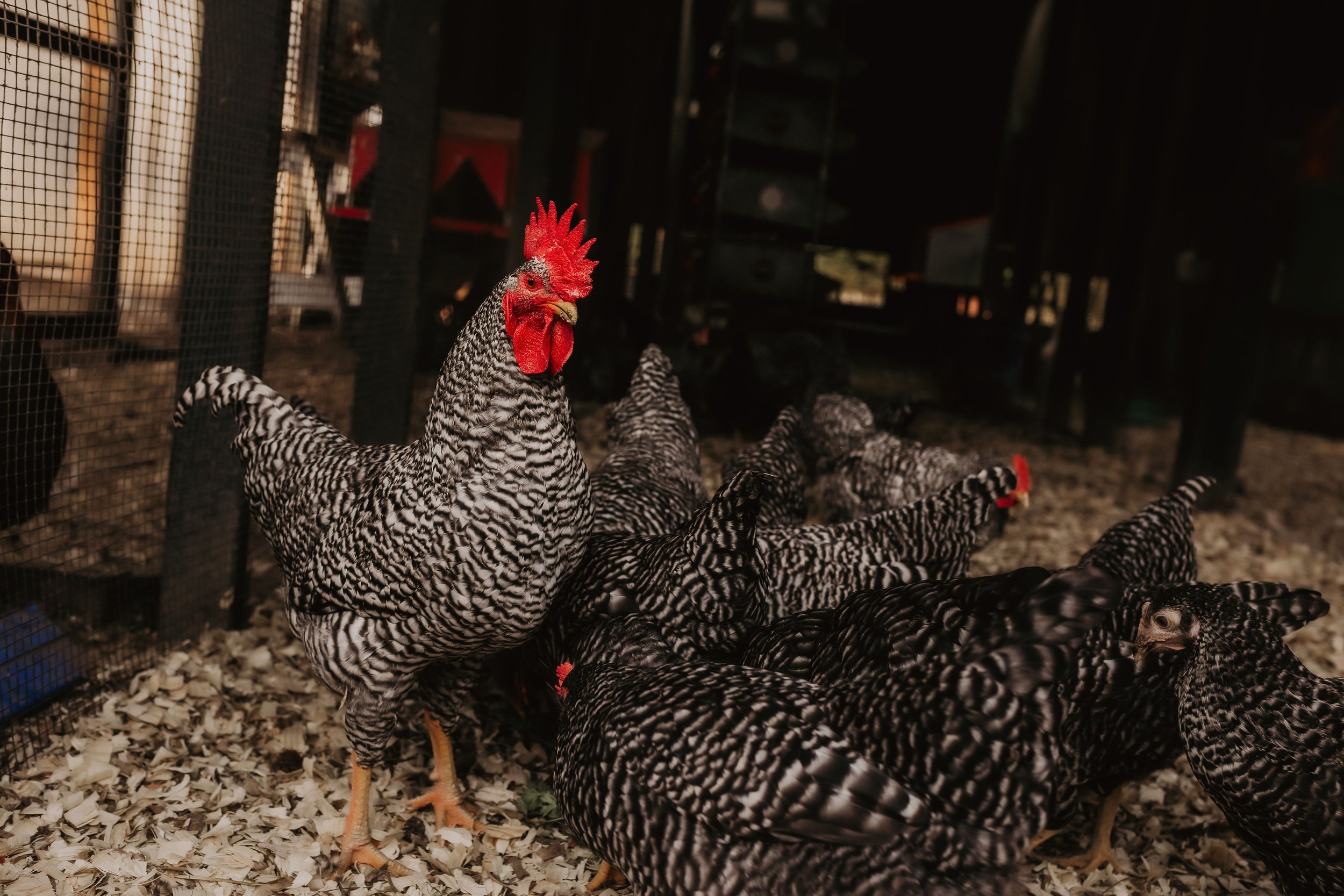 Val+Silchuk+-+720A1234 A group of black and white striped chickens, including a prominent rooster with a bright red comb, gathered in a barn setting with wooden flooring and straw bedding. The chickens are foraging and interacting in their coop.