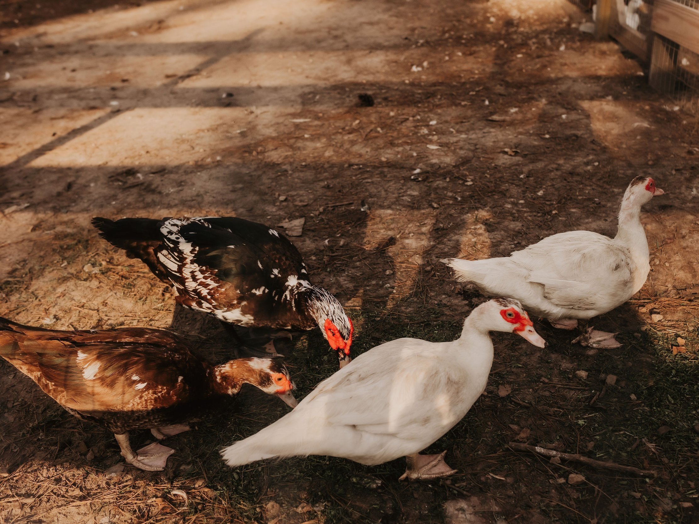 Val+Silchuk+-+720A1332 A group of four Muscovy ducks foraging on the ground, featuring two white ducks and two brown and black patterned ducks, surrounded by dirt and grass in a farm setting.